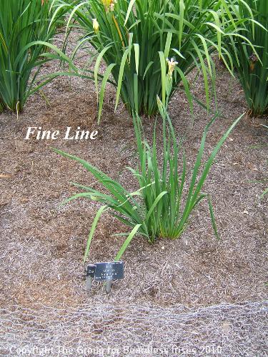 29 Fine Line